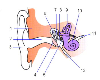 Das menschliche Ohr